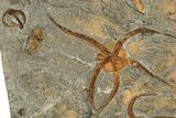 Five Large, Ordovician, Fossil Brittle Stars (Ophiura) - Morocco #189665-1